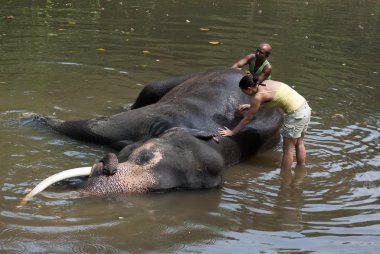 gönüllü & fil elephant yıkama
