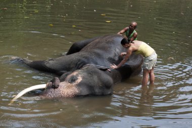 Volunteer & Mahout Washing Elephant clipart