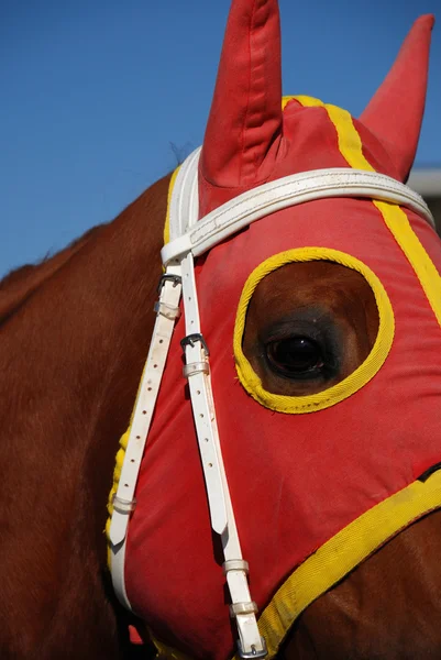 目隠しで馬の頭 — ストック写真