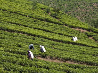 Harvesting Tea Leaves clipart