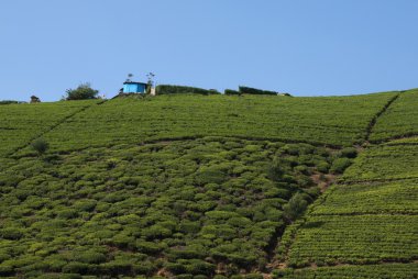 çay plantasyon