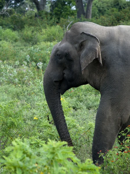 Tête d'éléphant dans les bois — Photo