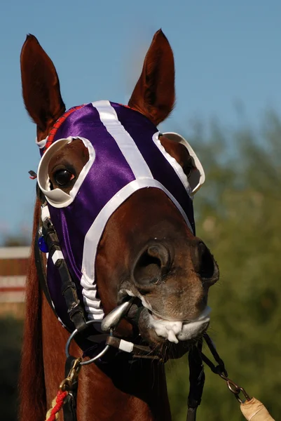 Cabeza de caballo con persianas — Foto de Stock