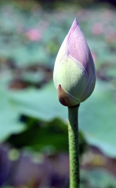 stock image Lotus flower buds