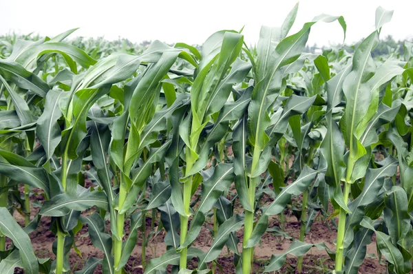 Зеленое поле кукурузы растет — стоковое фото