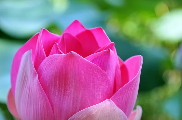 pembe lotus