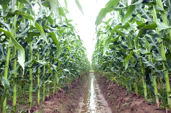 Fila de maíz en una granja Imagen de archivo