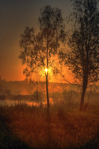 Sonnenaufgang im Sumpf — Stockfoto