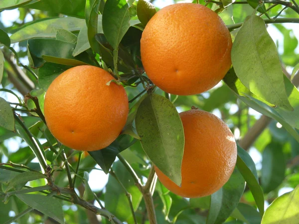 stock image Three oranges
