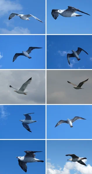 Gulls flying — Stock Photo, Image