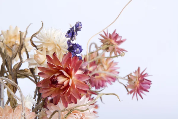 Сухие цветы в память о лете — стоковое фото