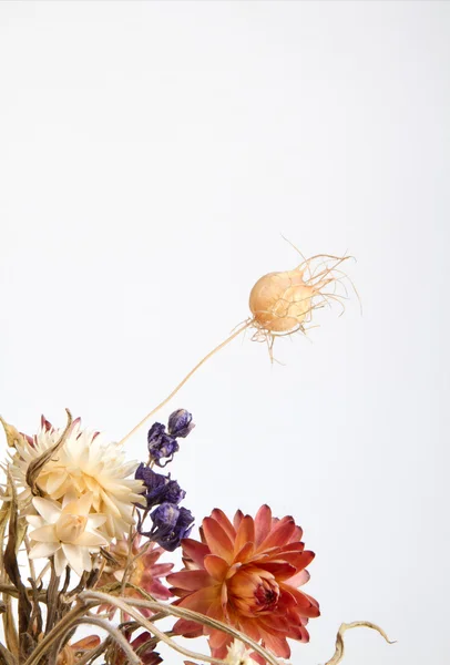 Trockene Blumen als Erinnerung an den Sommer — Stockfoto