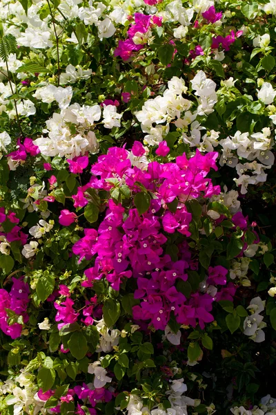 stock image African flowers