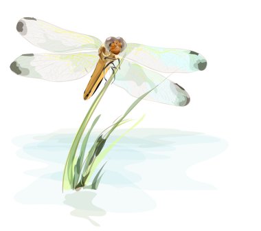 Dragonfly on a pond. Watercolor imitation. clipart