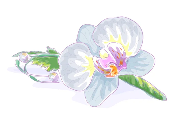 Boda Boutonniere con orquídea . — Vector de stock