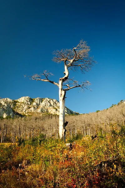 Árbol muerto paisaje —  Fotos de Stock