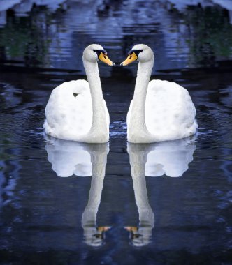 Two white swan on water clipart