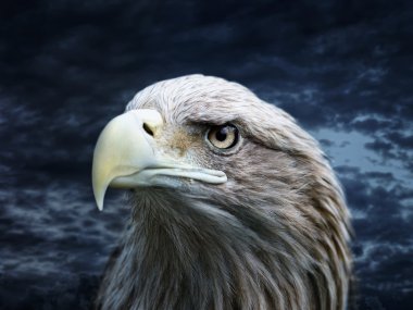 Eagle clipart