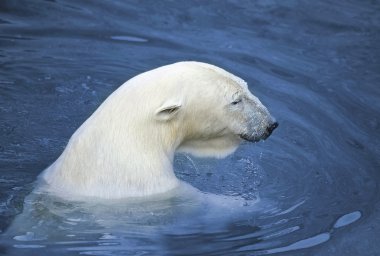 White polar bear in water clipart