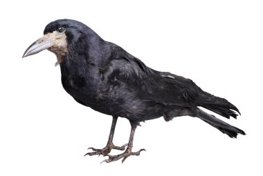 Black crow clipart