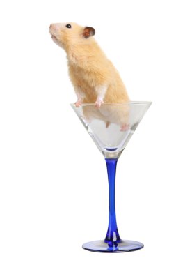 Hamster in glass clipart