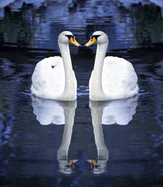 Два белых лебедя на воде — стоковое фото