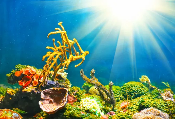 Barevný podmořský svět s sun — Stock fotografie