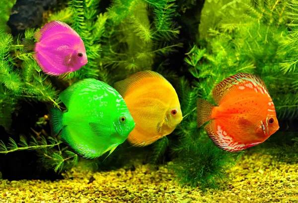 Fishes in different color in water — Stock Photo, Image