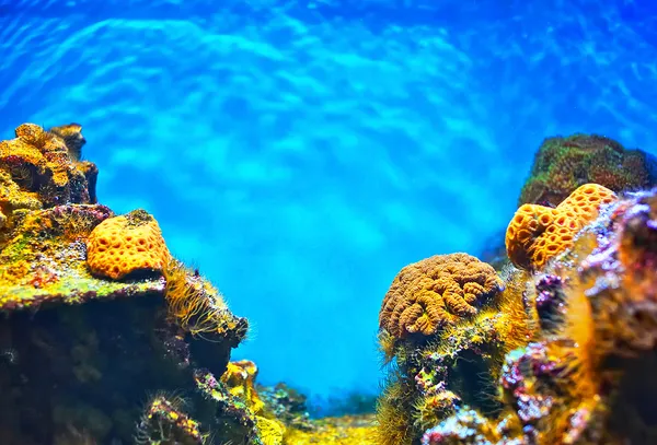 Ondiep onderwater zonder vissen — Stockfoto