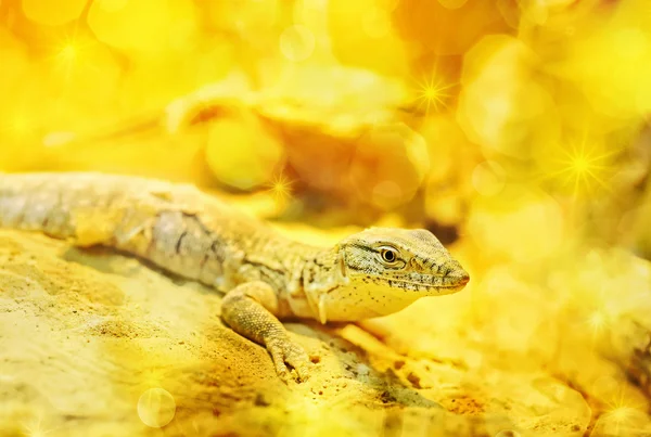 Kultainen lohikäärme — kuvapankkivalokuva