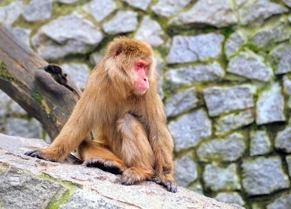 Сидящая обезьяна — стоковое фото