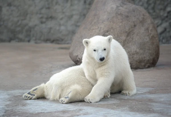 Zwei hübsche Eisbären — Stockfoto