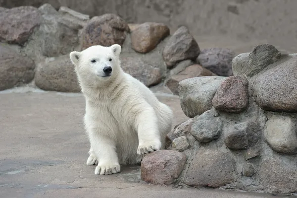 Küçük kutup ayısı — Stok fotoğraf