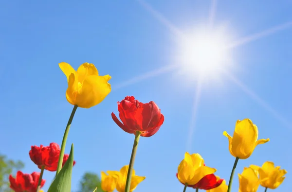 Tulipány v slunečný den — Stock fotografie