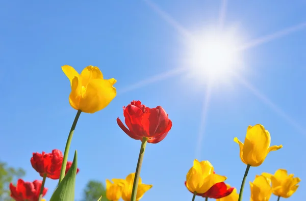 stock image Tulips in sunny day