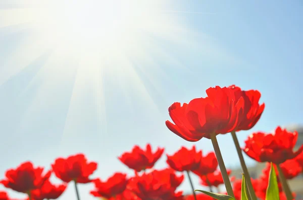 Červené tulipány pod sluncem — Stock fotografie