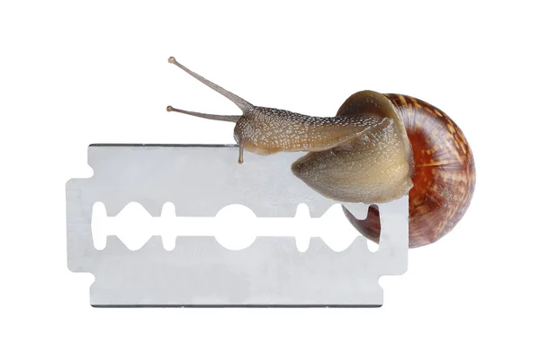 면도기에 달팽이 — 스톡 사진