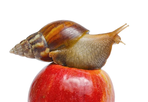 Ślimak na czerwone jabłko — Zdjęcie stockowe