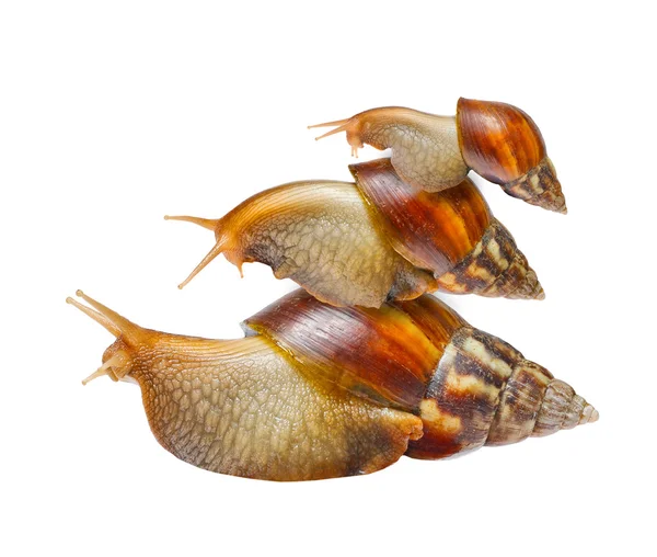 Famille des escargots — Photo
