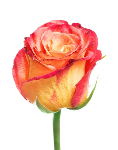 Jedna krásná růže izolovaných na bílém pozadí — Stock fotografie