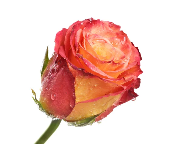 Uma rosa — Fotografia de Stock