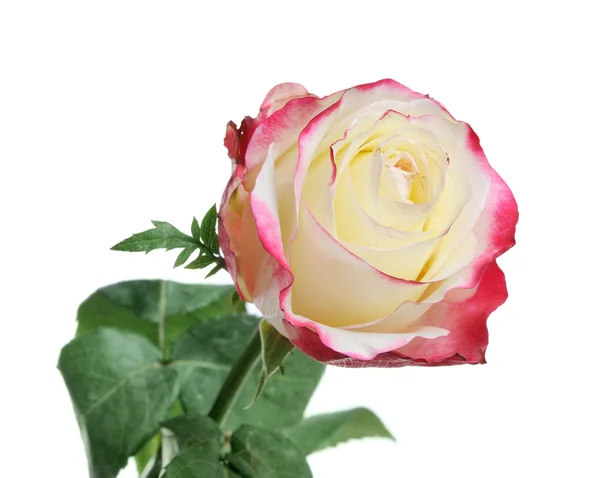 Een mooie roos — Stockfoto