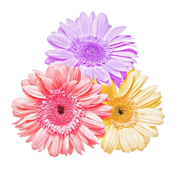 Three gerber flower isolated — Stock Photo, Image