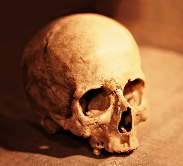 Skull close up — Stock Photo, Image