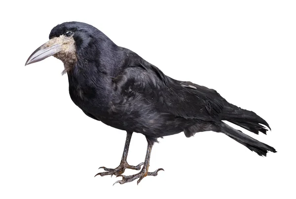 Wrona czarna — Zdjęcie stockowe