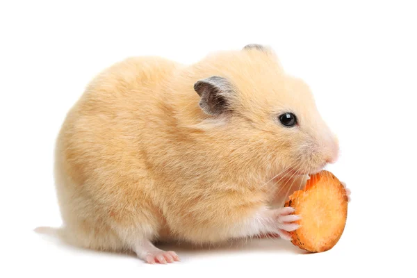 Funny hamster eet — Stockfoto