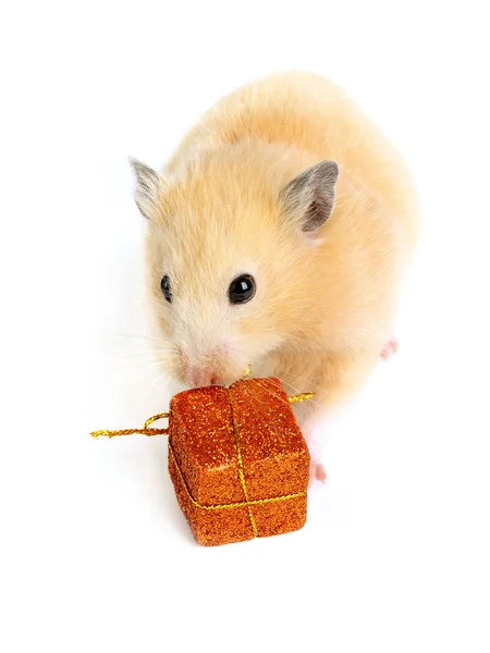 Hamster med nuvarande — Stockfoto