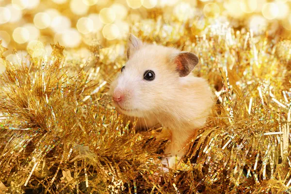 Kleine hamster in klatergoud — Stockfoto