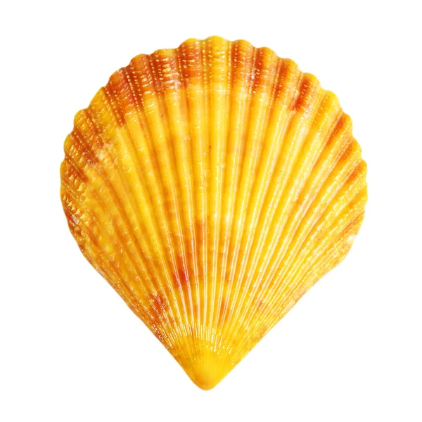 Una shell isolata su sfondo bianco — Foto Stock