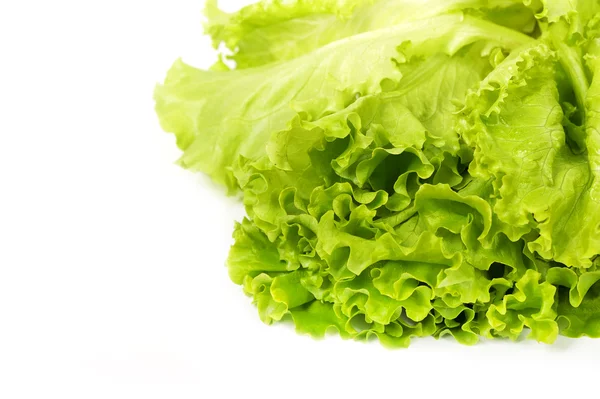 Taze salata marul — Stok fotoğraf